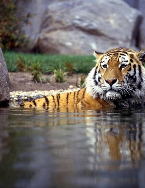 Tiger badet im Zoo Leipzig
